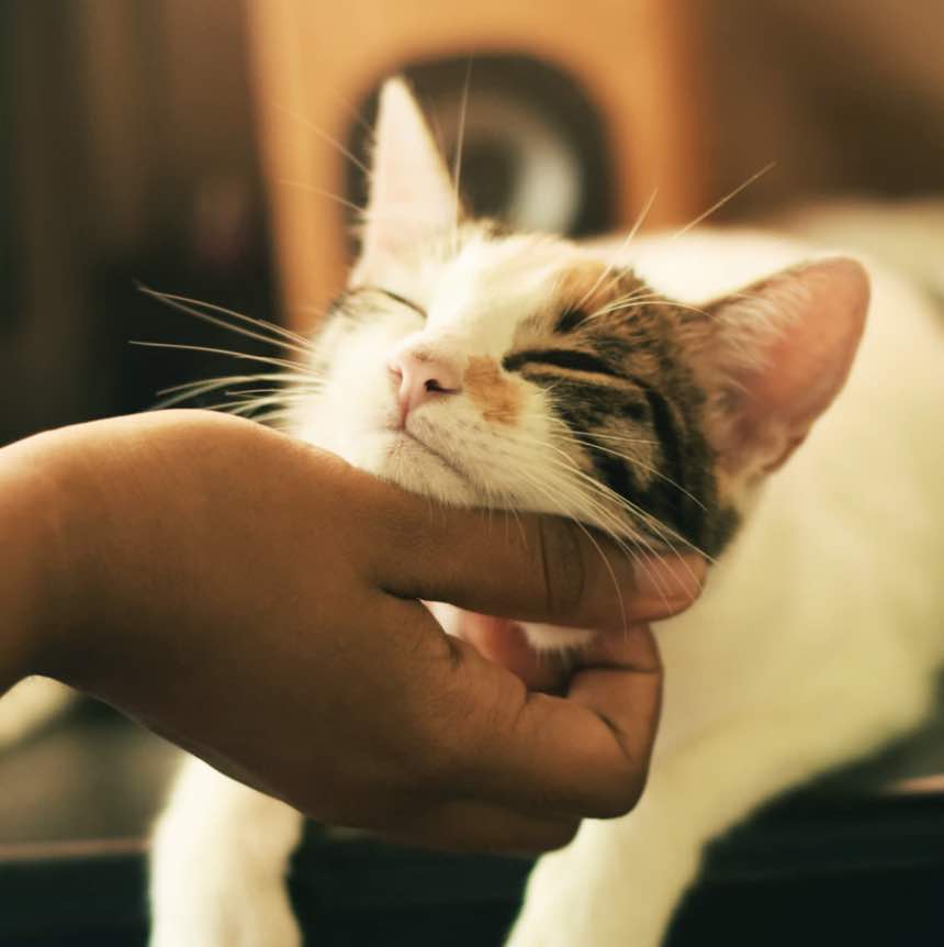 taiwan-cat-houtong-village